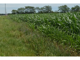 Property photo 119 - LAND AUCTION - 215+/- ACRES OFFERED IN 6 TRACTS IN VAN WERT COUNTY, OHIO